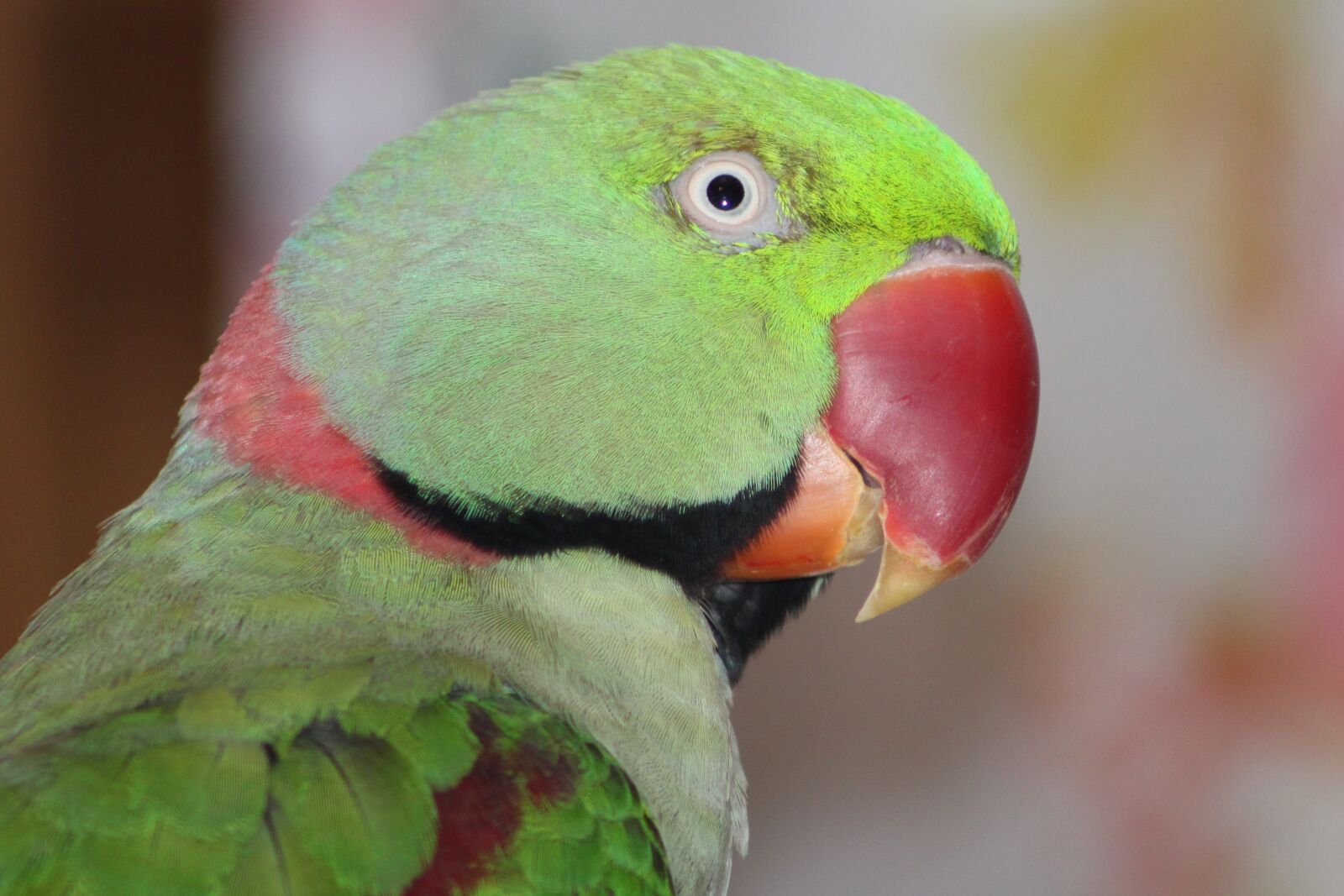 Canon EOS 2000D (EOS Rebel T7 / EOS Kiss X90 / EOS 1500D) sample photo. Parrot, bird, colorful photography