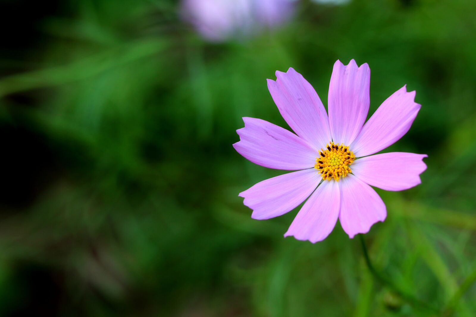 Canon EOS 7D Mark II sample photo. Cosmos, flowers, wildflower photography