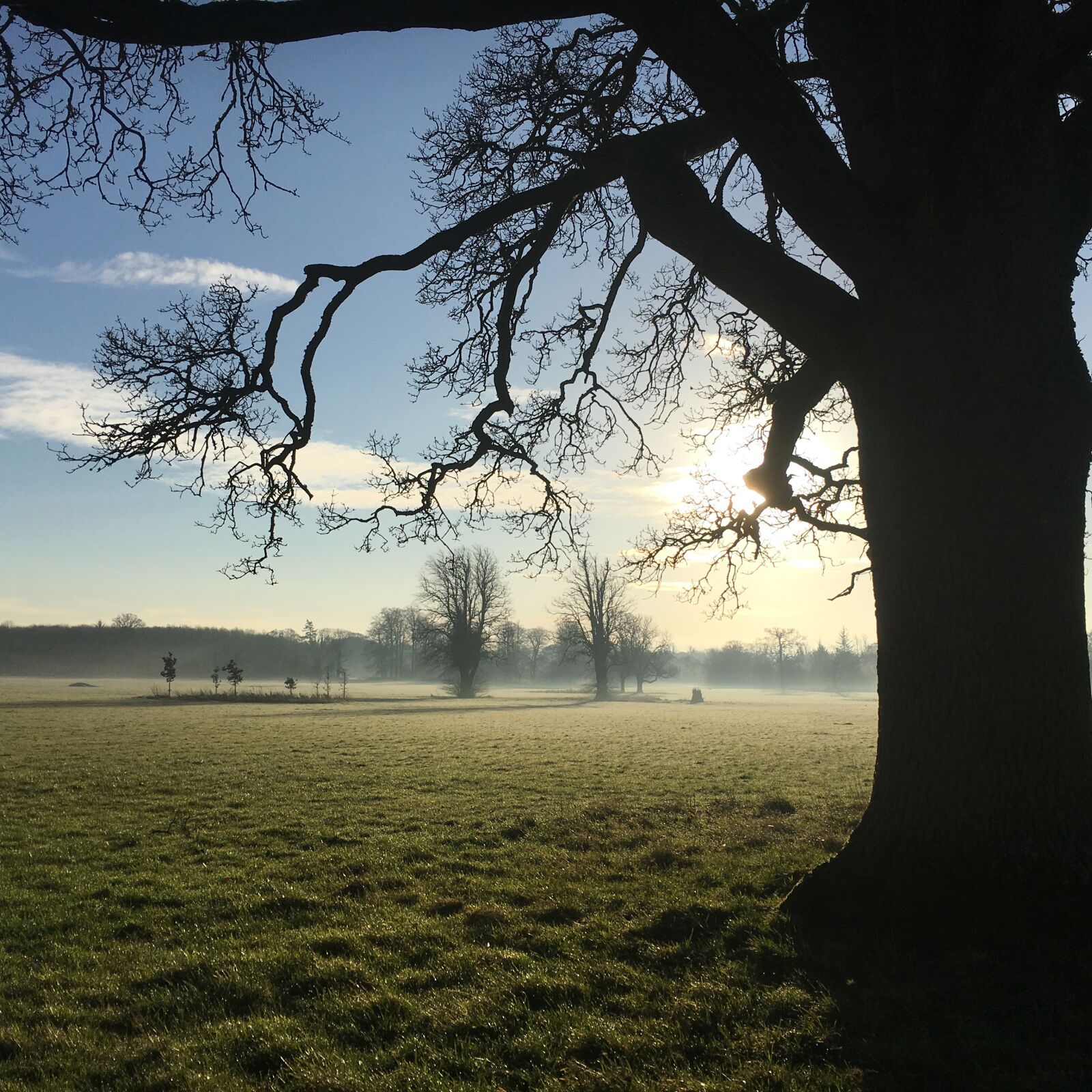 Apple iPhone 6s sample photo. Tree, sun, nature photography
