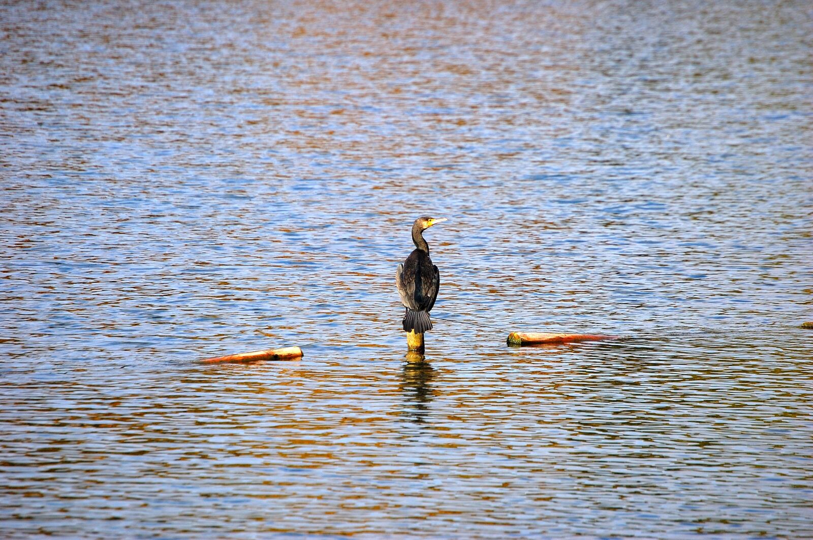 Nikon D40 sample photo. Lake, water, bird photography