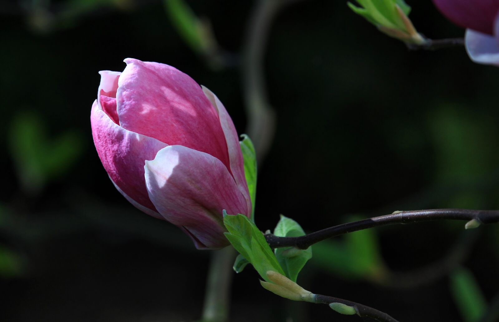 Canon EF-S 55-250mm F4-5.6 IS STM sample photo. Blossom, plant, magnolia photography