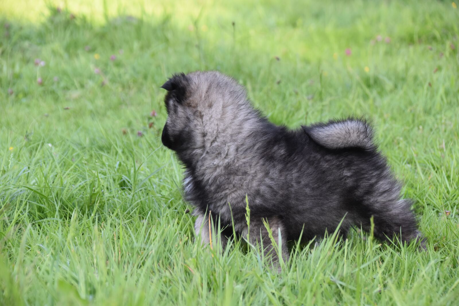 Nikon D5600 sample photo. Dog, puppy, pup photography