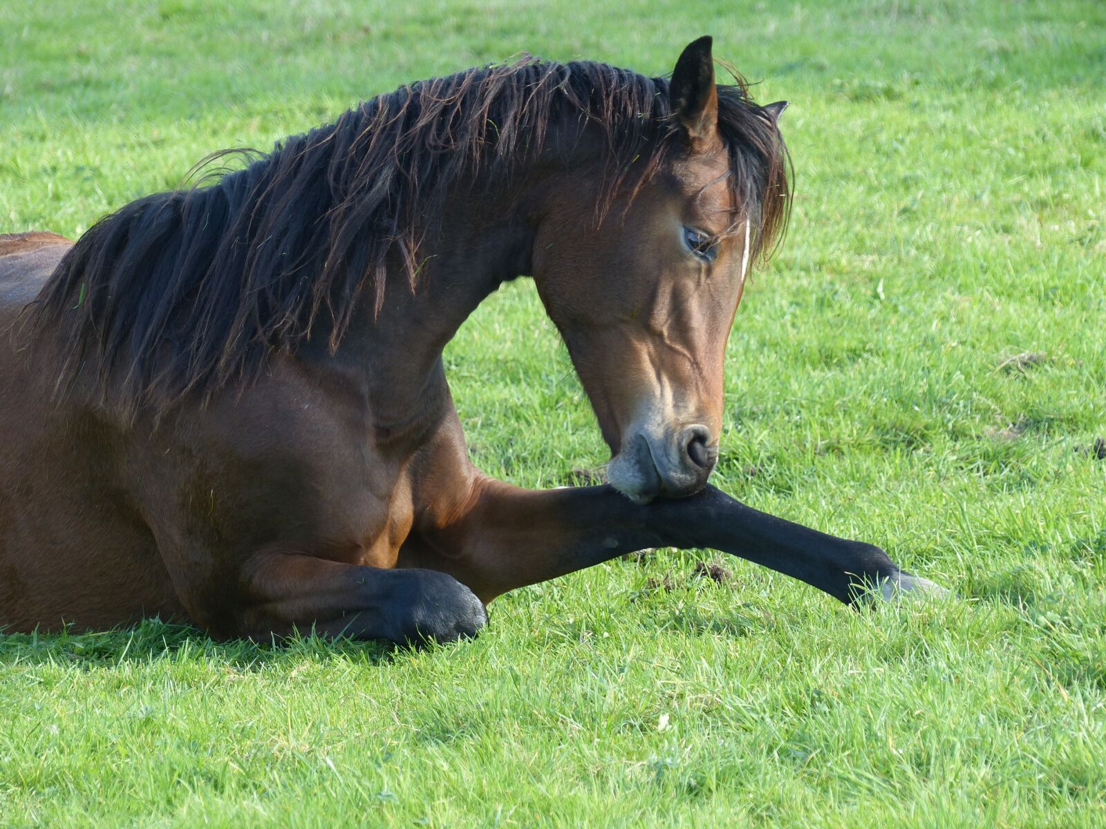 Panasonic Lumix DMC-FZ200 sample photo. Horse, pasture, paddock photography