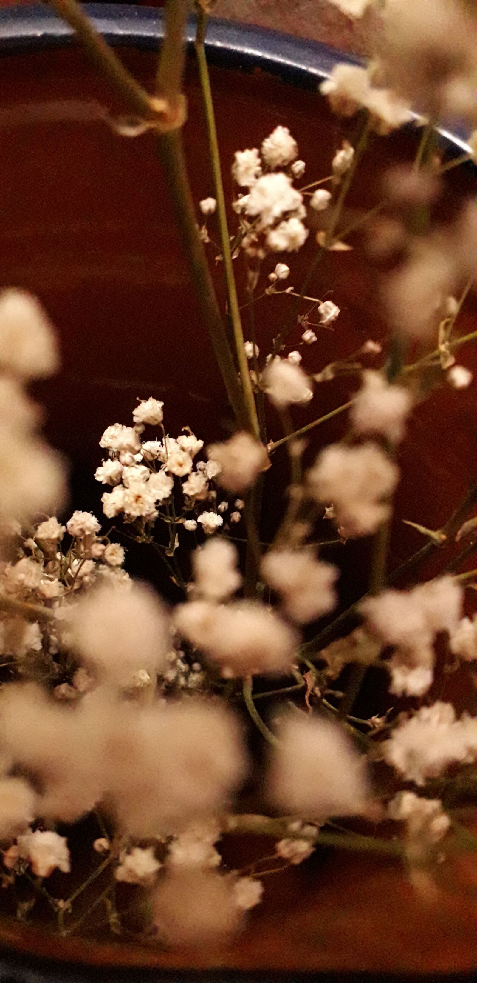 Samsung Galaxy J6 sample photo. White, nature, flower photography