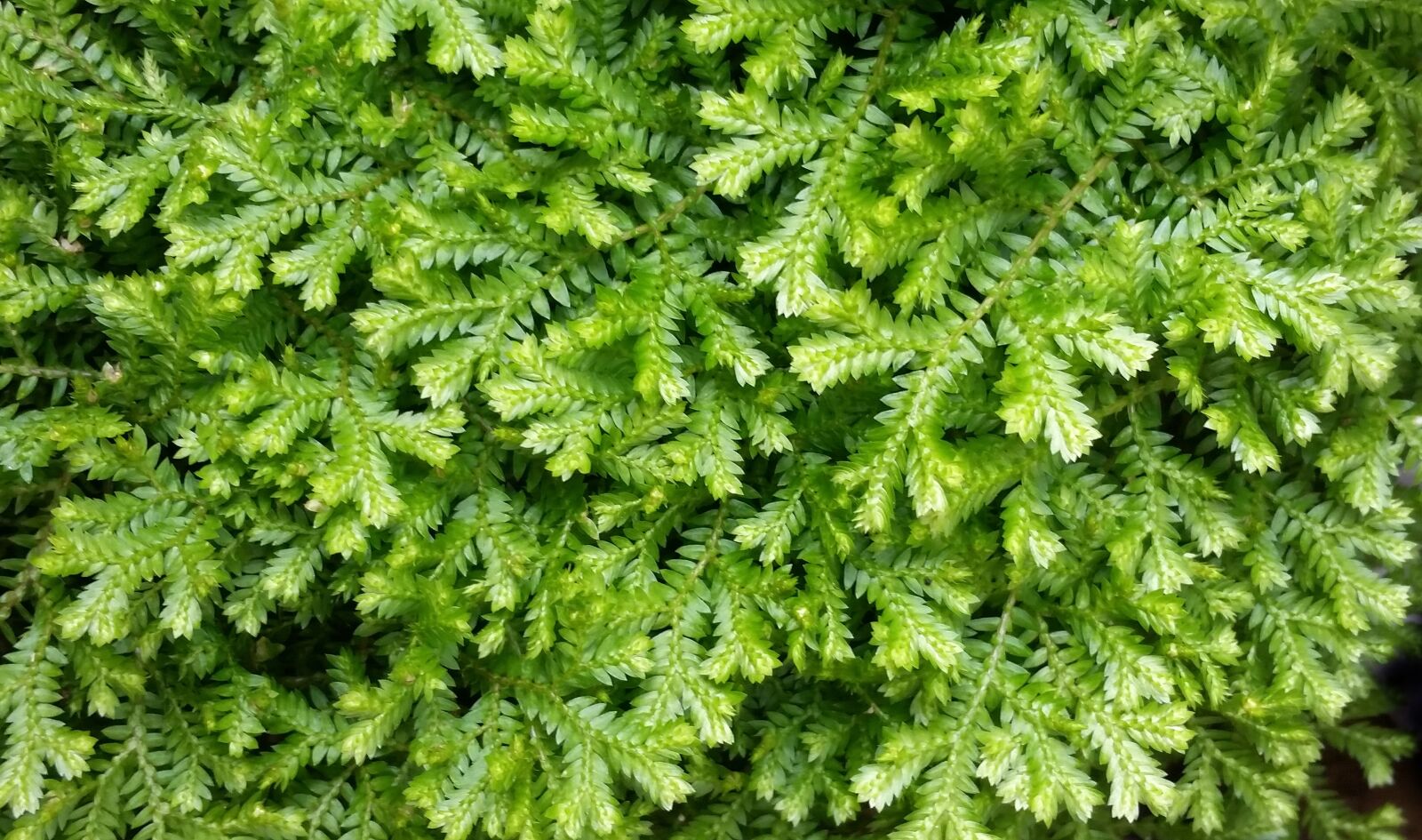Samsung Galaxy S5 sample photo. Ground cover, moss, foliage photography