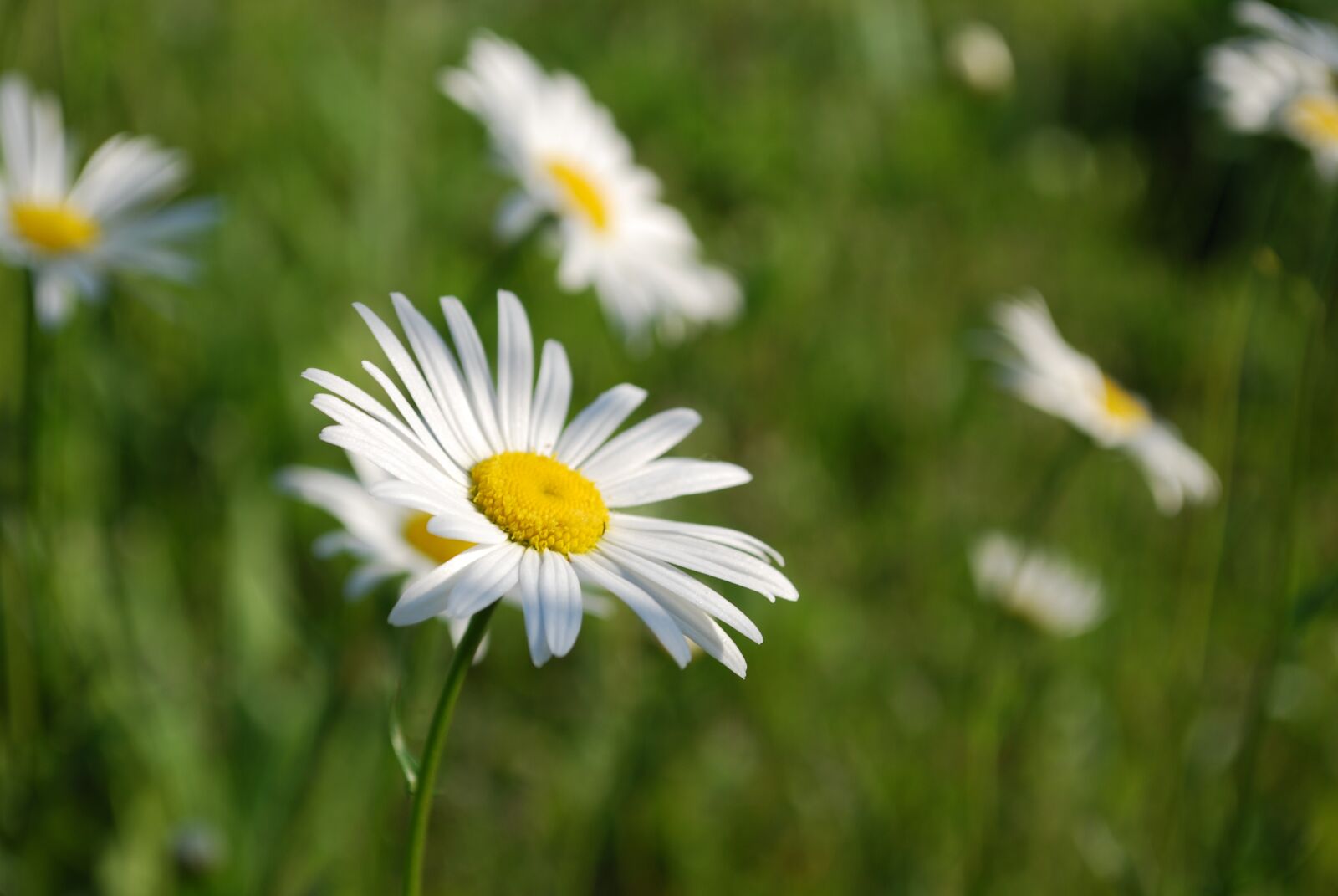 Nikon D60 sample photo. Flower, nature, leucanthemum vulgare photography