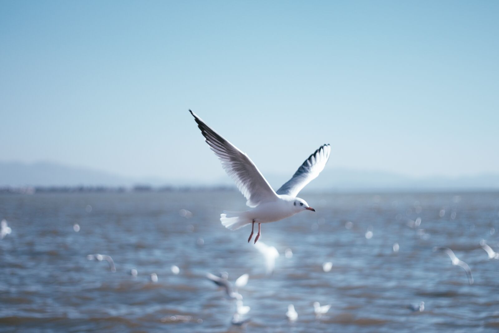 Canon EOS 650D (EOS Rebel T4i / EOS Kiss X6i) + Canon EF 50mm F1.8 II sample photo. Seagull, natural, birds photography
