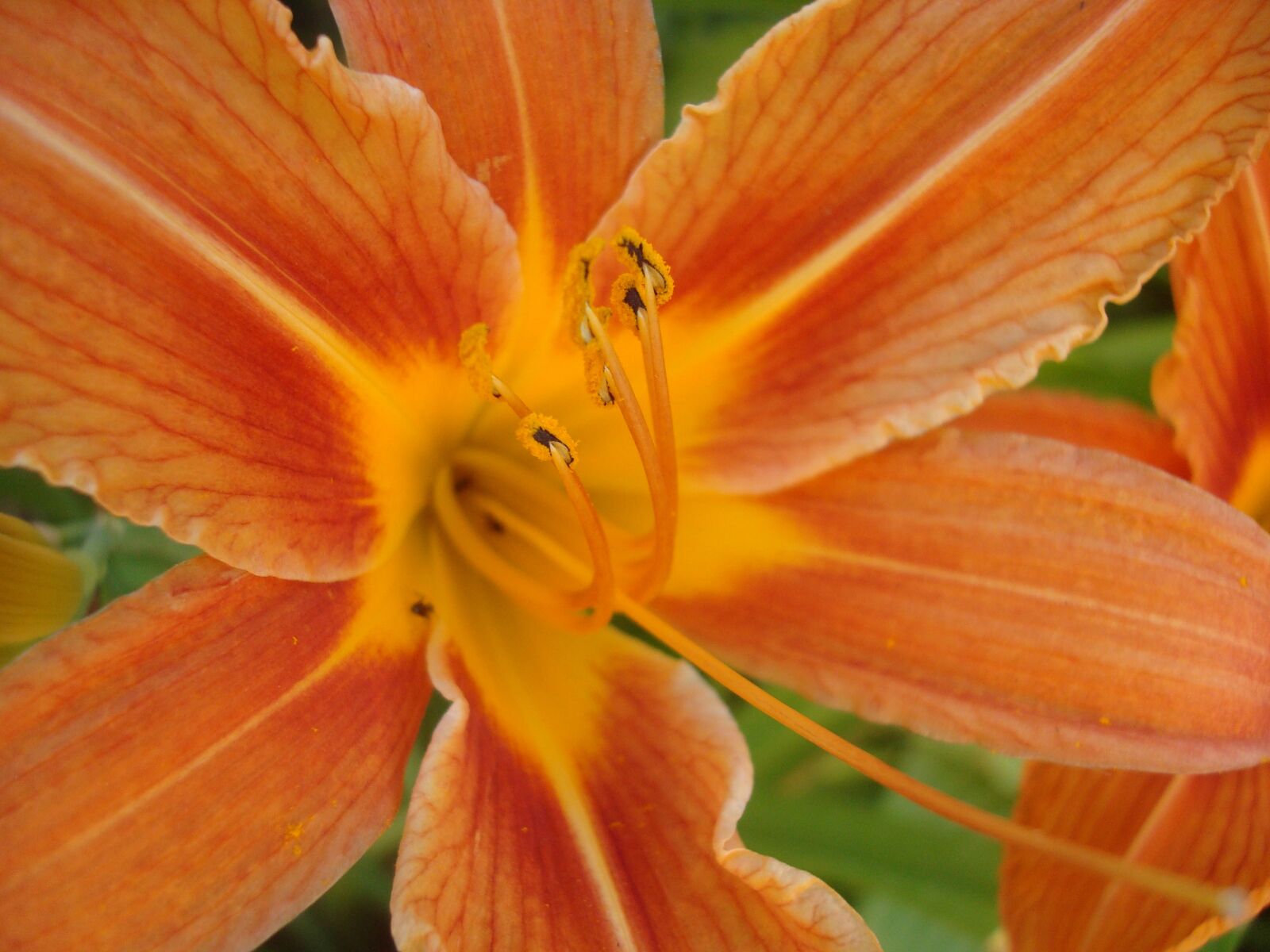 Sony DSC-W85 sample photo. Daylily, orange, nature photography
