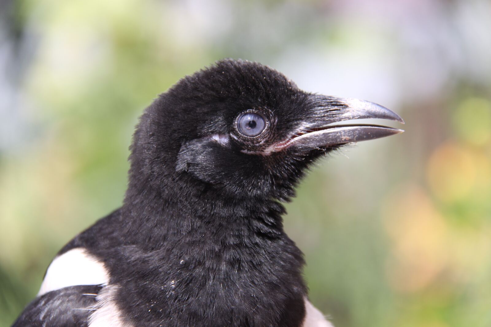 Canon EOS 50D sample photo. Elster, raven bird, bird photography