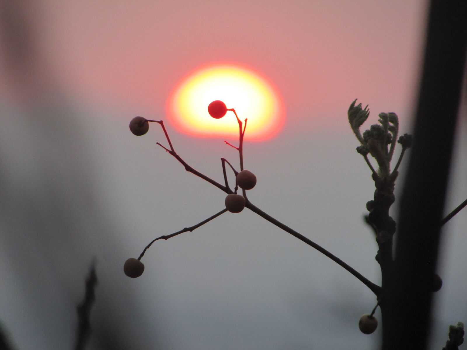 Canon PowerShot SX400 IS sample photo. Sunset, nature, plant silhouettes photography