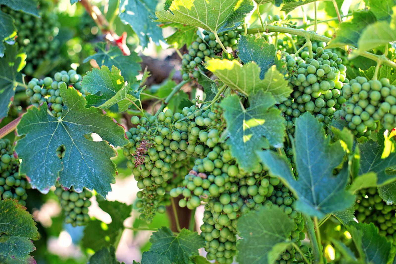 Canon EF 50mm F1.4 USM sample photo. Grapes, unripe, unripened photography