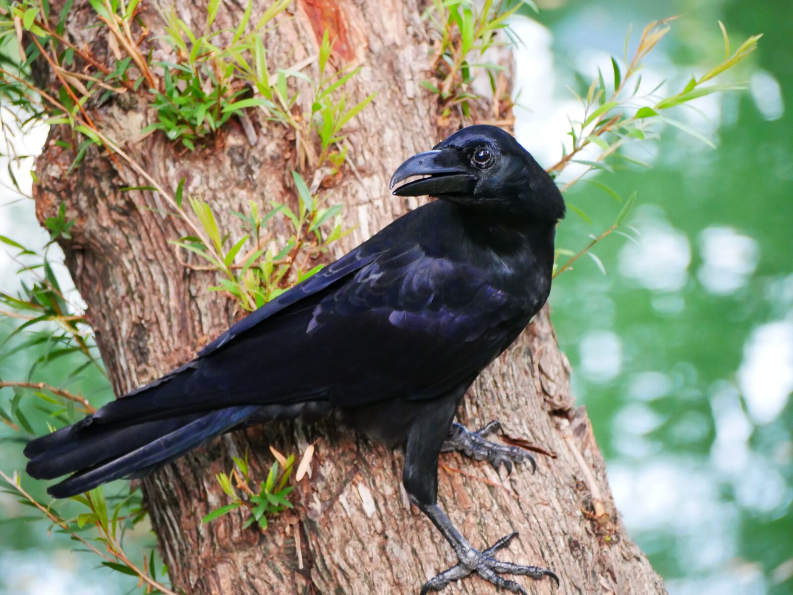 Panasonic Lumix DMC-G85 (Lumix DMC-G80) sample photo. Bird, crow, raven photography