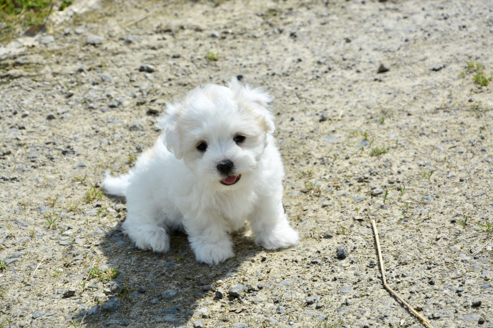 Nikon D5200 sample photo. Puppy, dog, cotton tulear photography