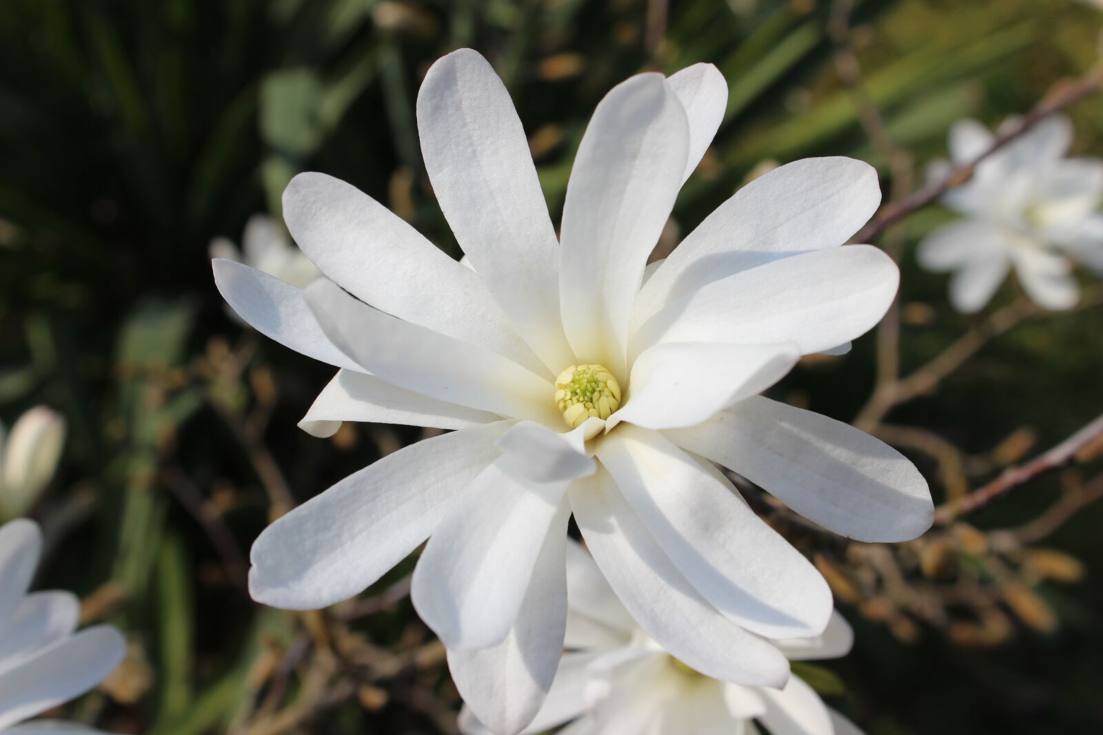 Canon EOS 600D (Rebel EOS T3i / EOS Kiss X5) sample photo. Star magnolia, magnolia, white photography