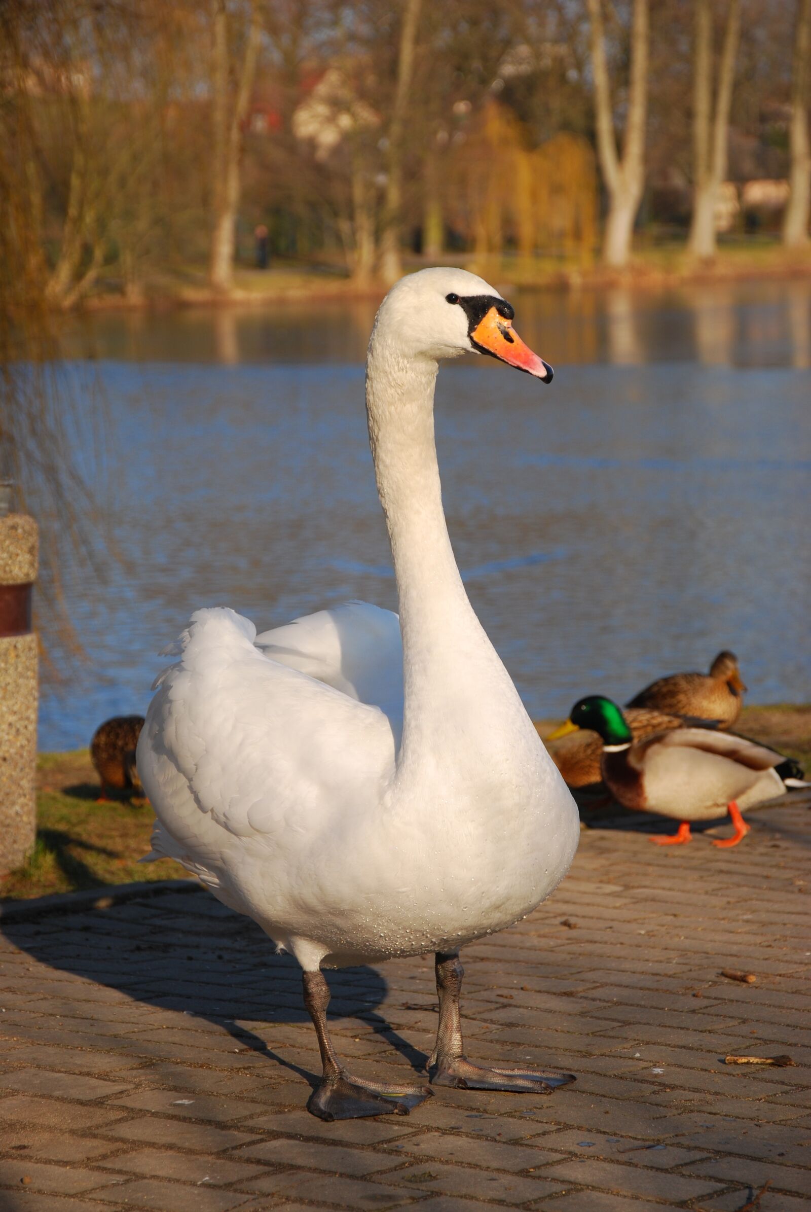Nikon D80 sample photo. Swan, animal, bird photography