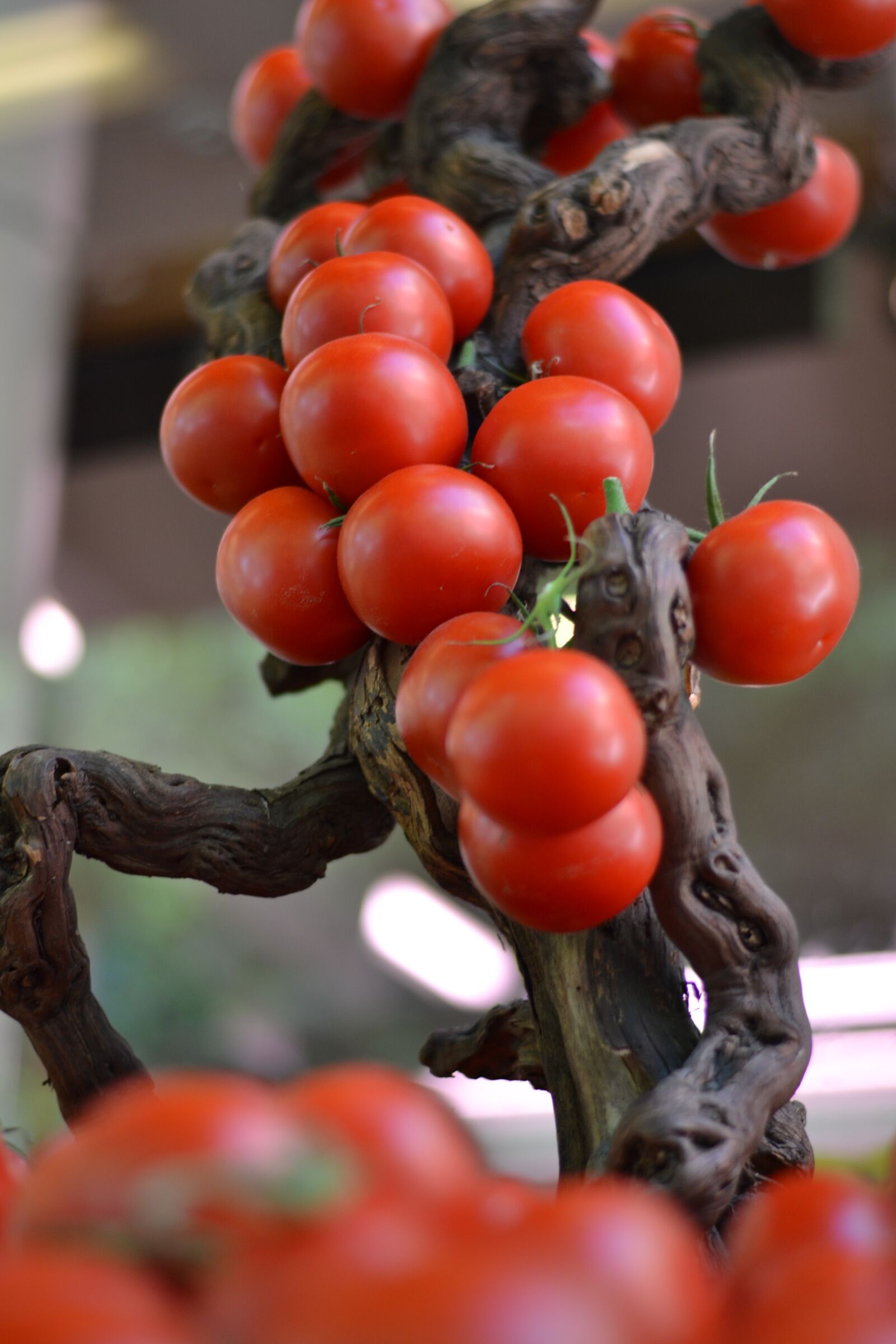 Nikon D3100 sample photo. Vegetable, food, tomatoes photography