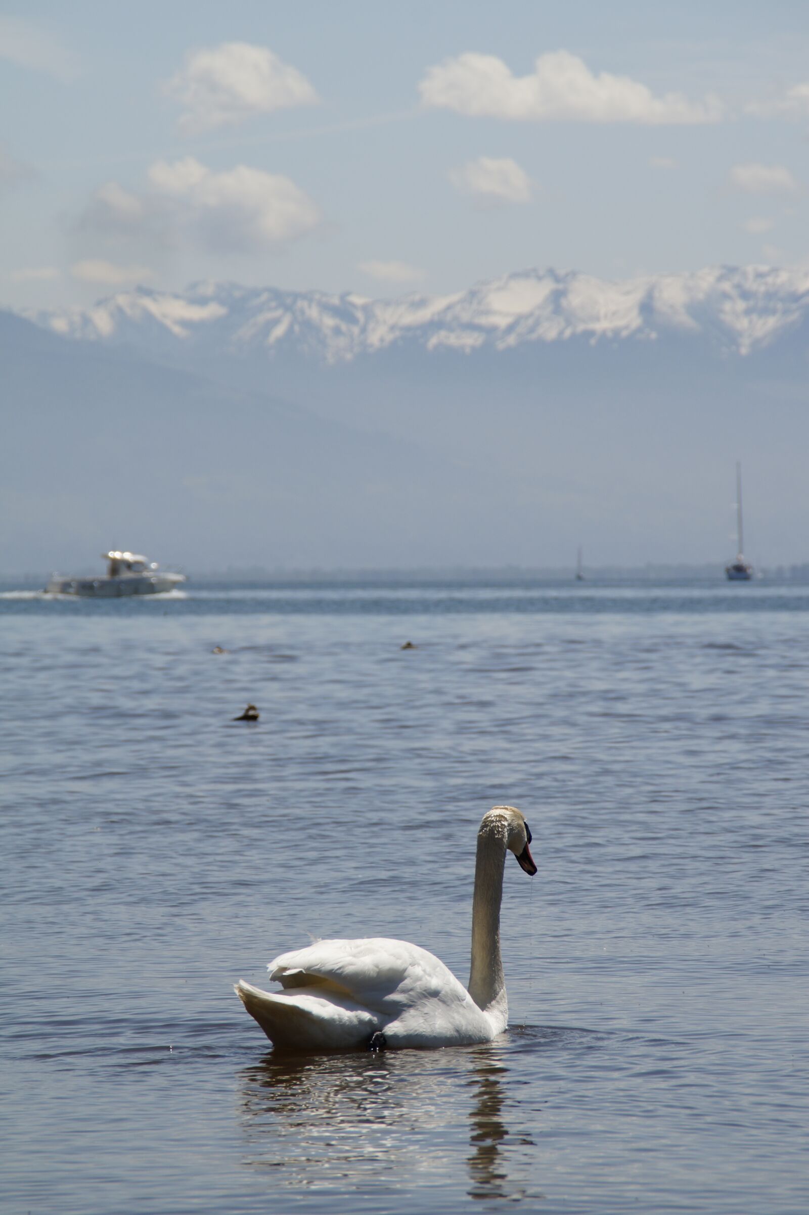 Sony SLT-A58 sample photo. Swan, white, bank photography