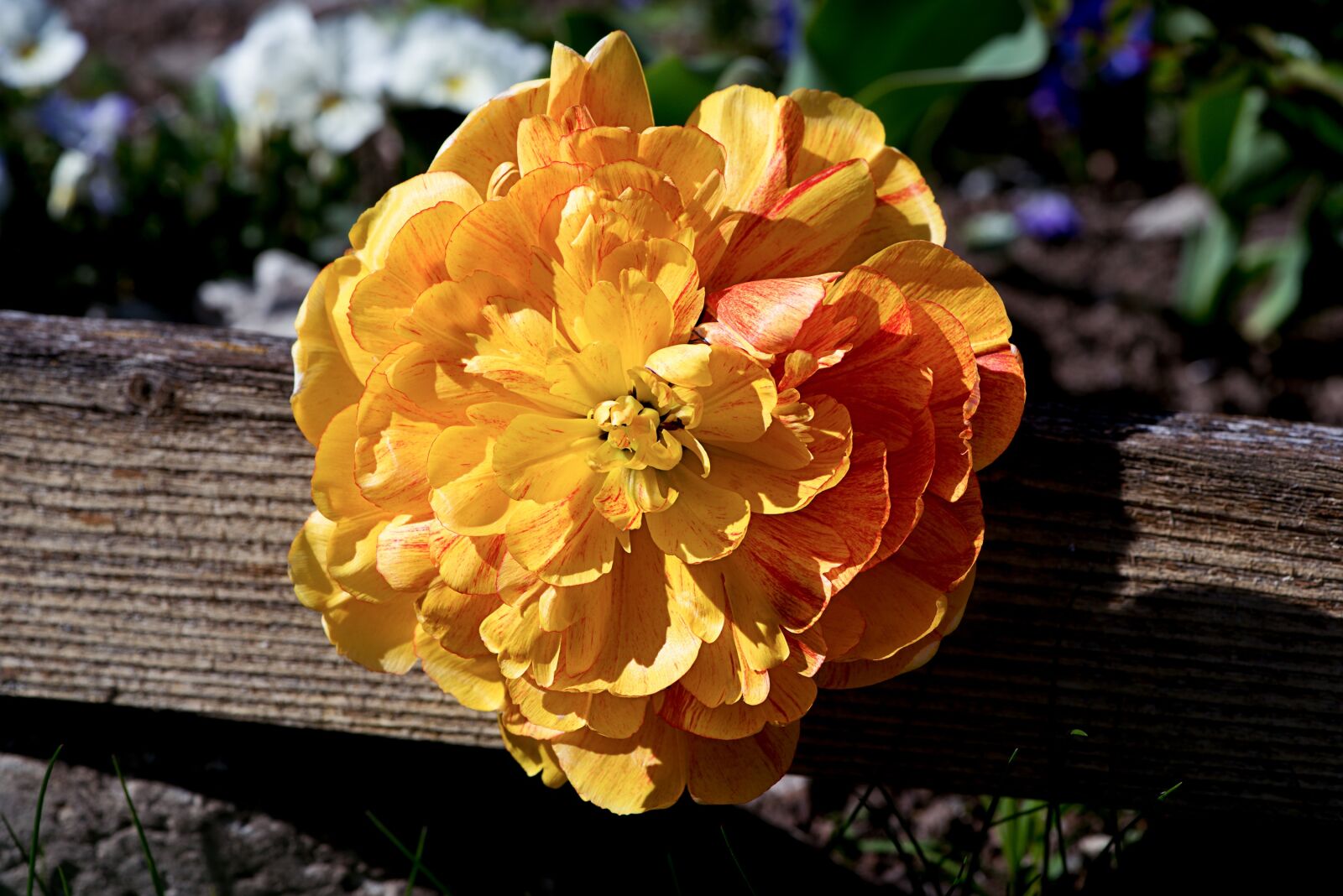 Nikon D750 sample photo. Peony, flower, orange photography