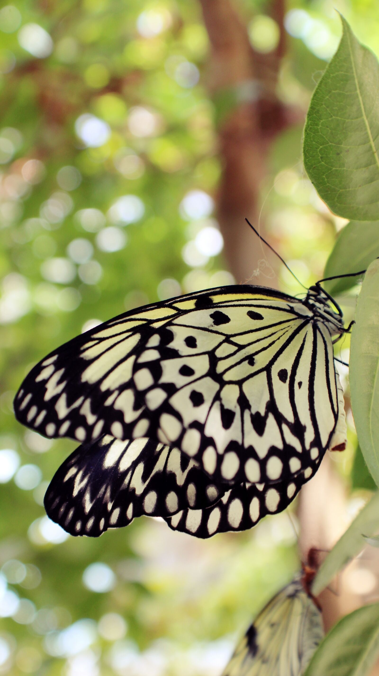 Canon EOS 1200D (EOS Rebel T5 / EOS Kiss X70 / EOS Hi) sample photo. Butterfly, animals, nature photography