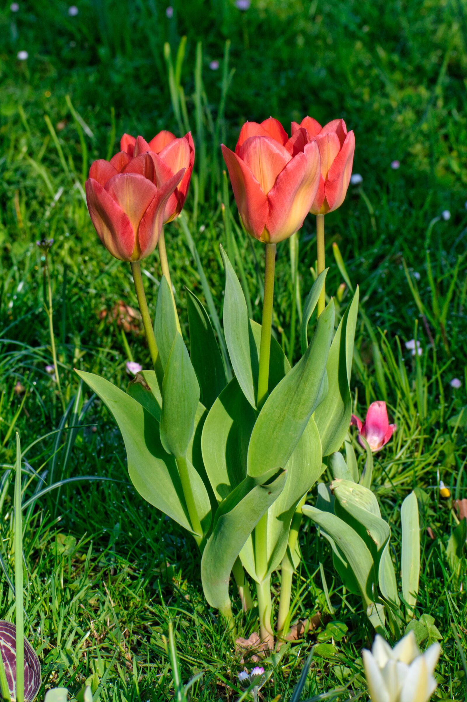 Nikon D7500 sample photo. Tulpenbluete, spring, tulip photography