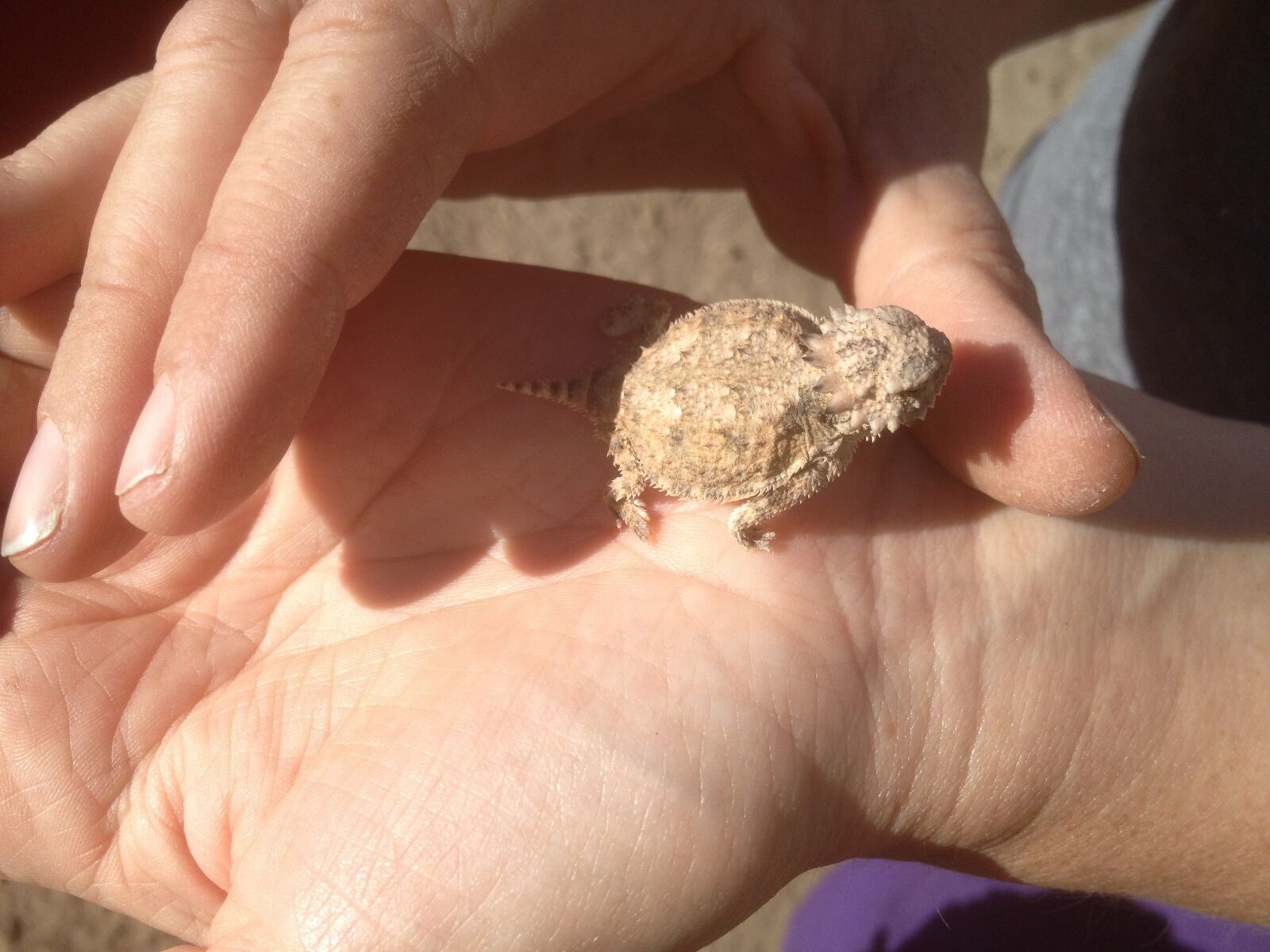 iPhone 4S back camera 4.28mm f/2.4 sample photo. Horned toad, lizard, baby photography