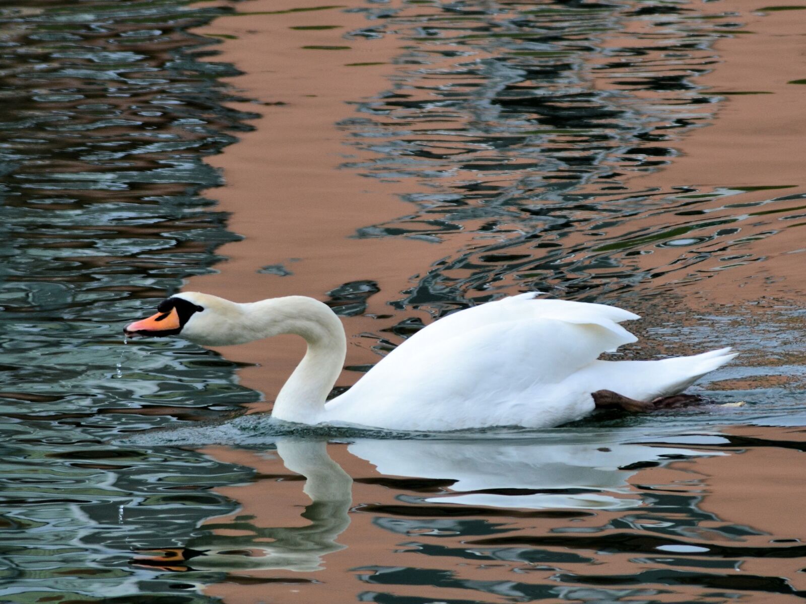 Nikon D3100 sample photo. Swan, bird, water photography