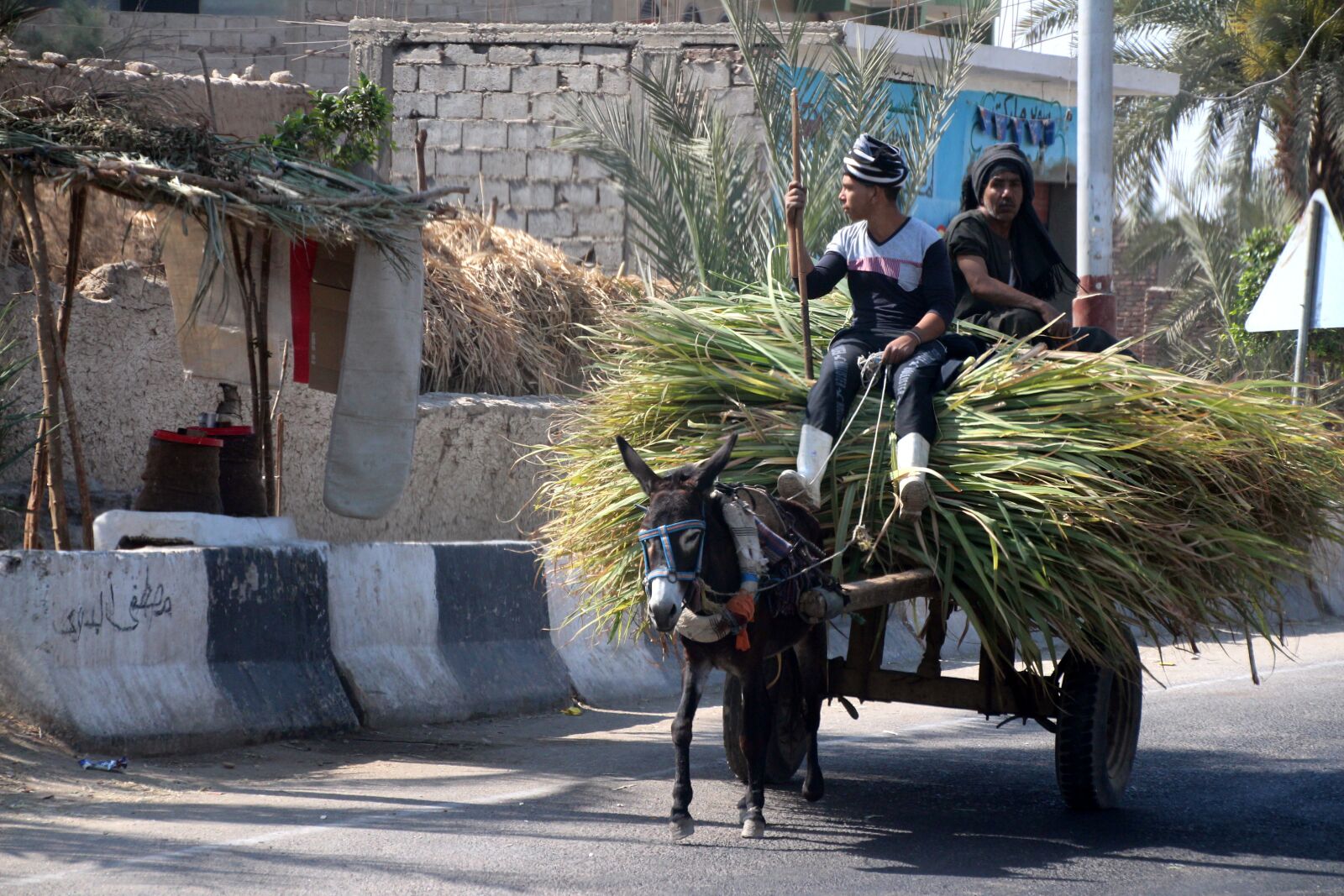 Canon EOS 700D (EOS Rebel T5i / EOS Kiss X7i) sample photo. Donkey carts, egypt, transport photography