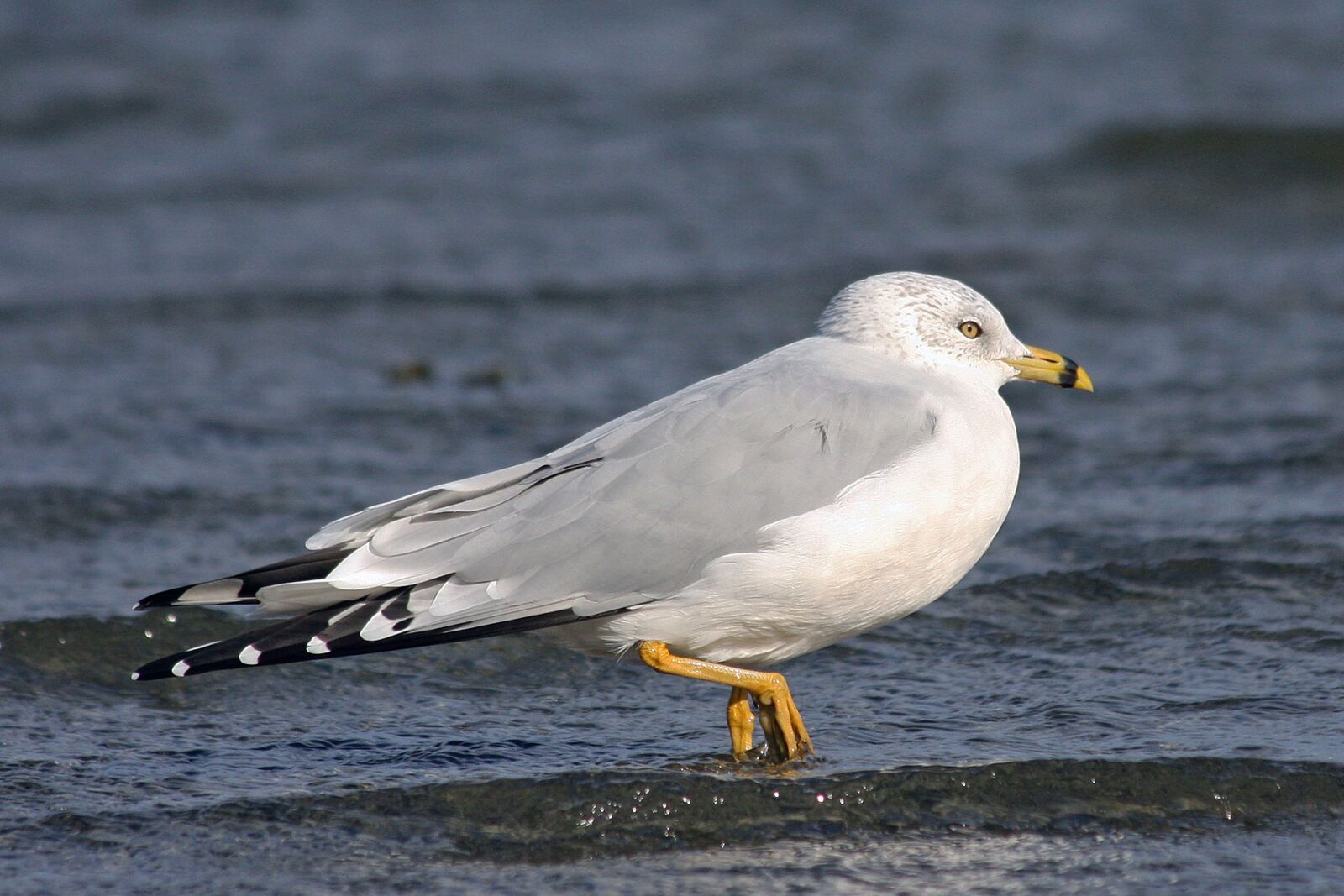 Canon EOS 40D sample photo. Ring-billed gull, original work photography