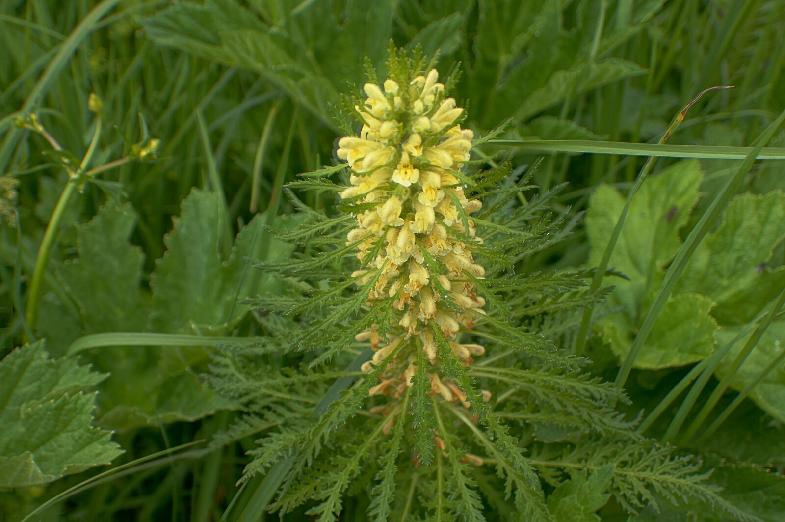 Sony SLT-A35 sample photo. Lice herb, pedicularis foliosa photography