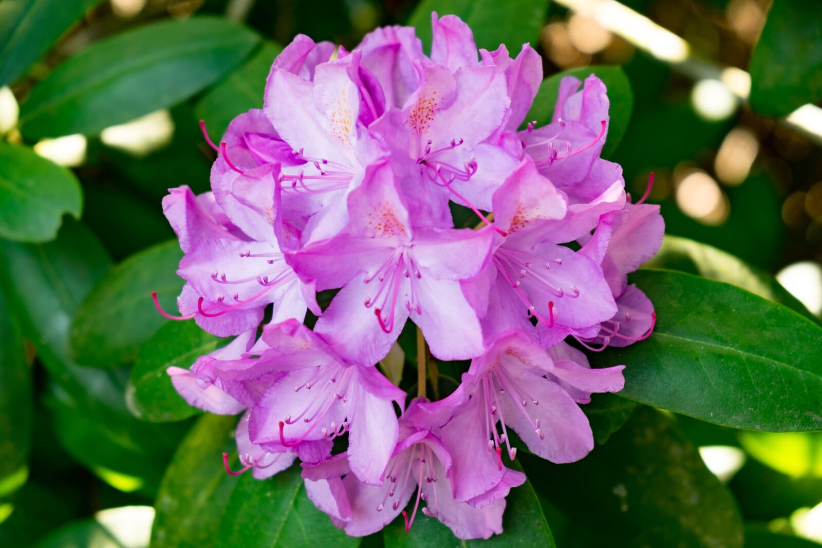 Fujifilm X-T10 sample photo. Flower, azalea, rhododendron photography