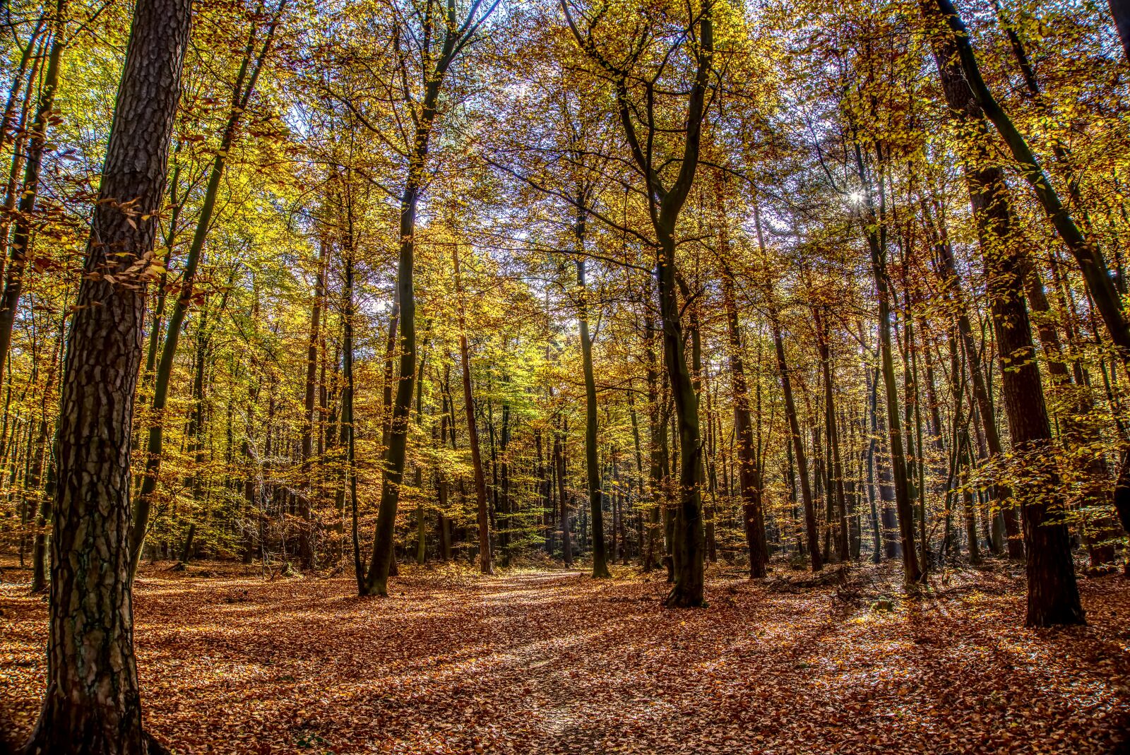 Sony a6000 sample photo. Forest, trees, leaves photography