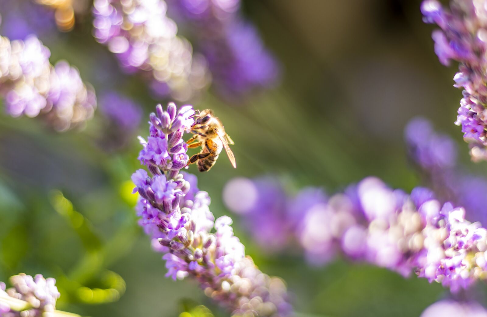 Canon EOS 77D (EOS 9000D / EOS 770D) + Canon EF 50mm F1.8 STM sample photo. Bee, forage, flower photography