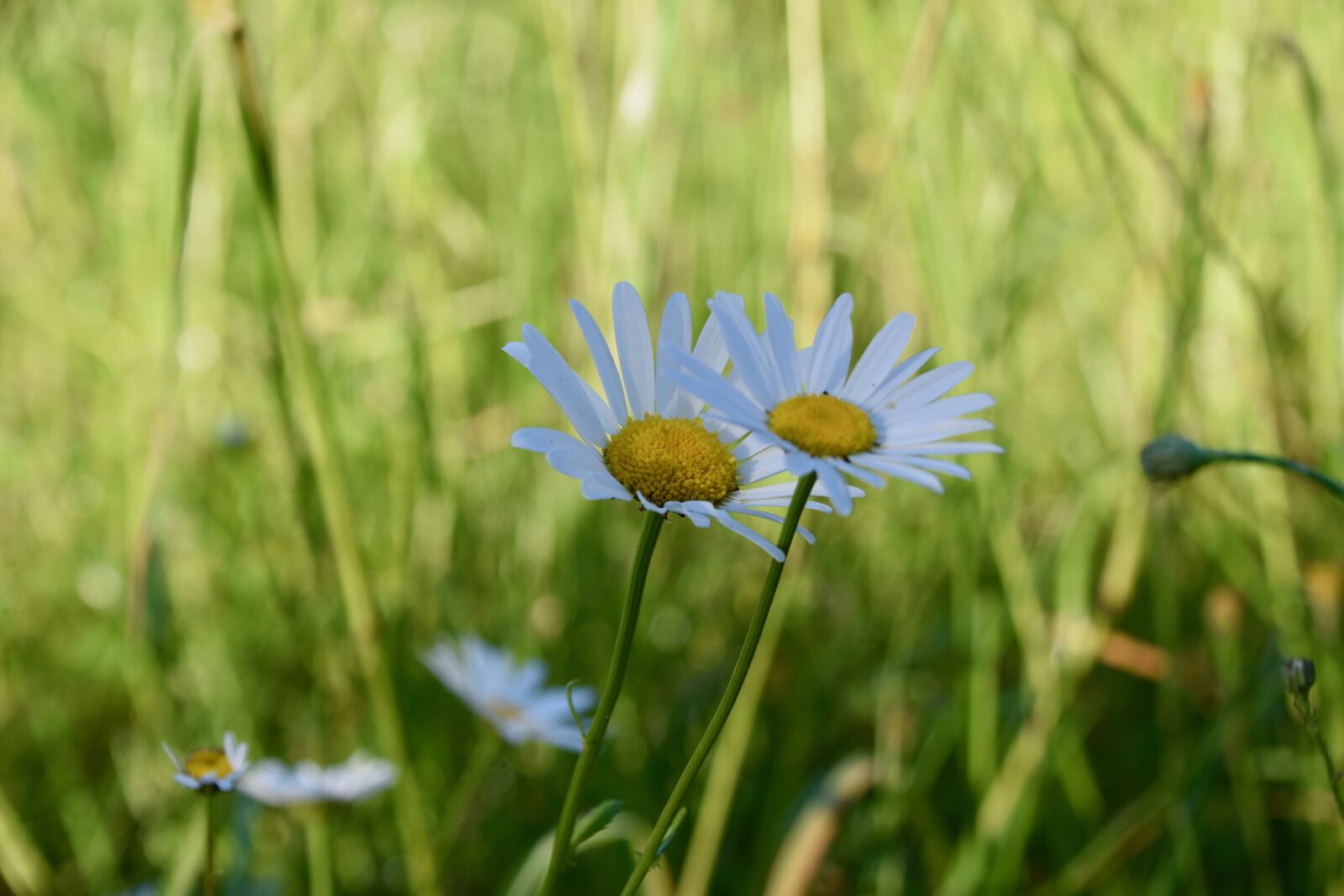 Nikon D5600 sample photo. Flower, marguerite, natural plant photography