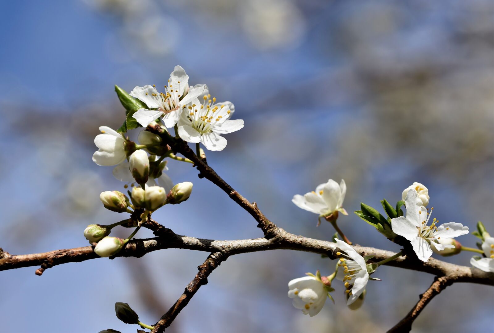 Nikon D7200 sample photo. Plum blossom, blossom, bloom photography