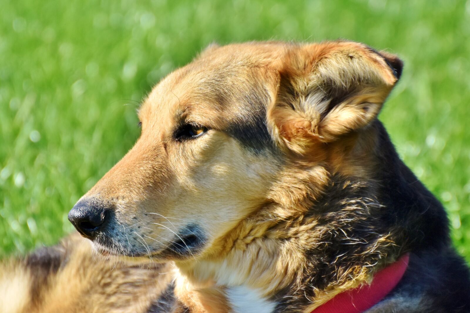 Nikon D7200 sample photo. Dog, hybrid, mixed breed photography