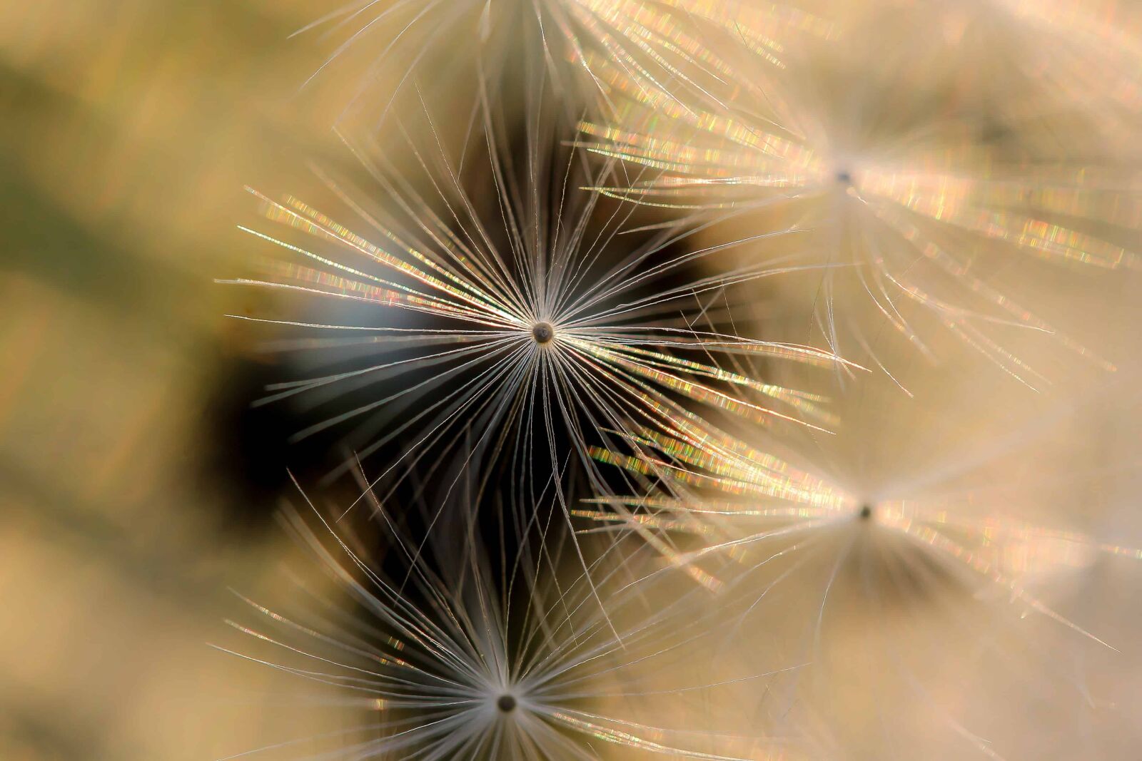 Canon EOS 1100D (EOS Rebel T3 / EOS Kiss X50) sample photo. Nature, dandelion, herb, plant photography