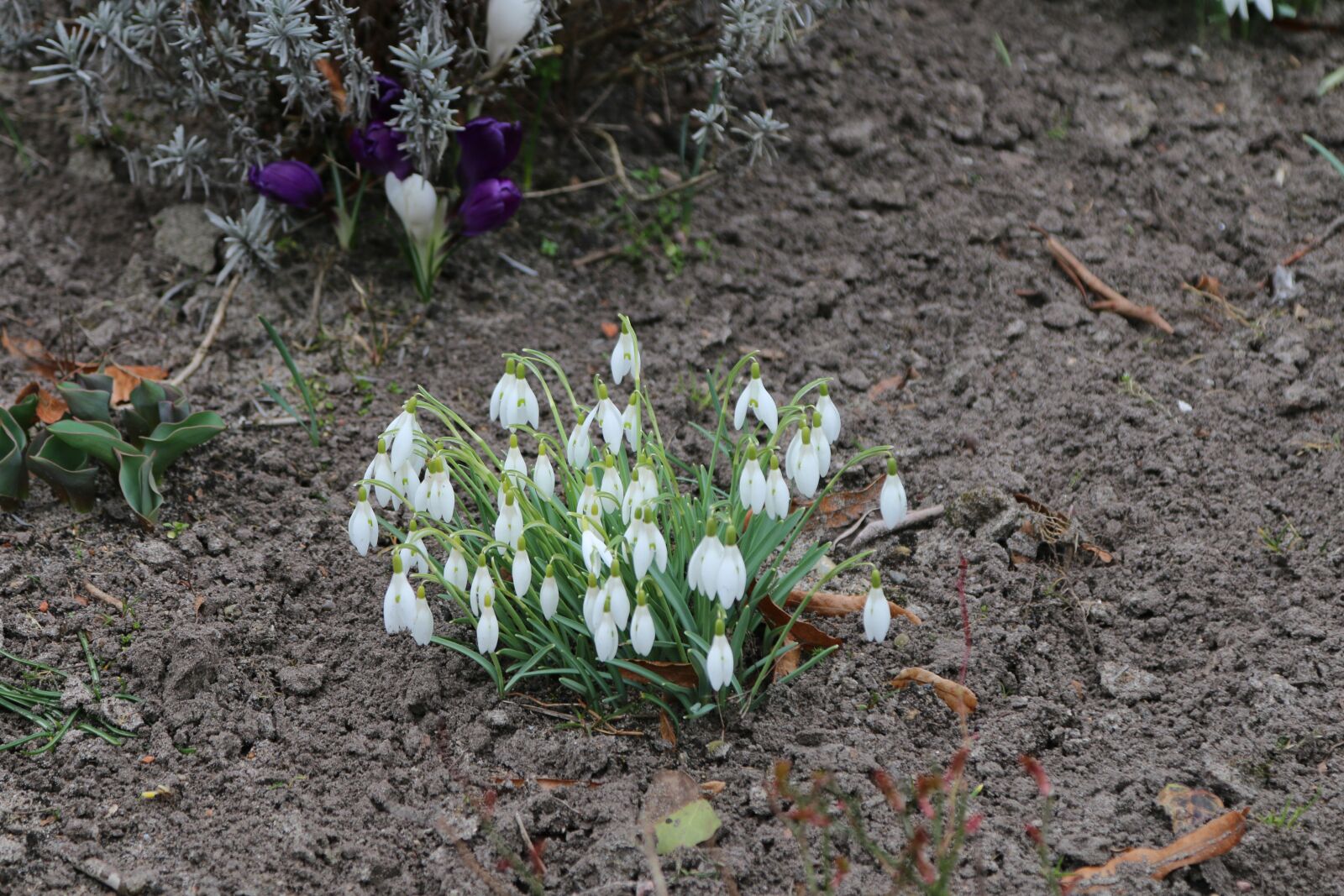 Canon EOS 70D sample photo. Nature, flowers, early bloomer photography