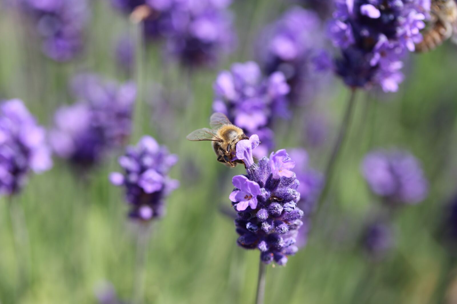 Canon EF-S 60mm F2.8 Macro USM sample photo. Bee, pollen, nature photography