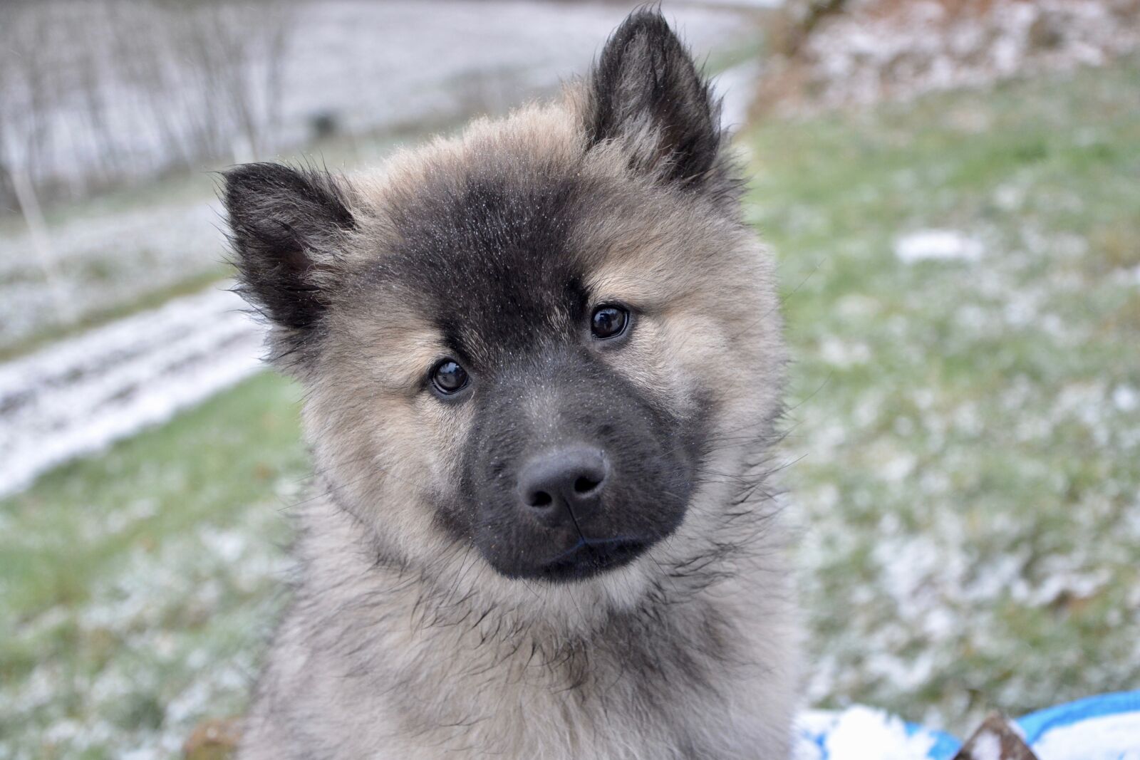 Nikon D5200 sample photo. Puppy, pup, bitch christmas photography
