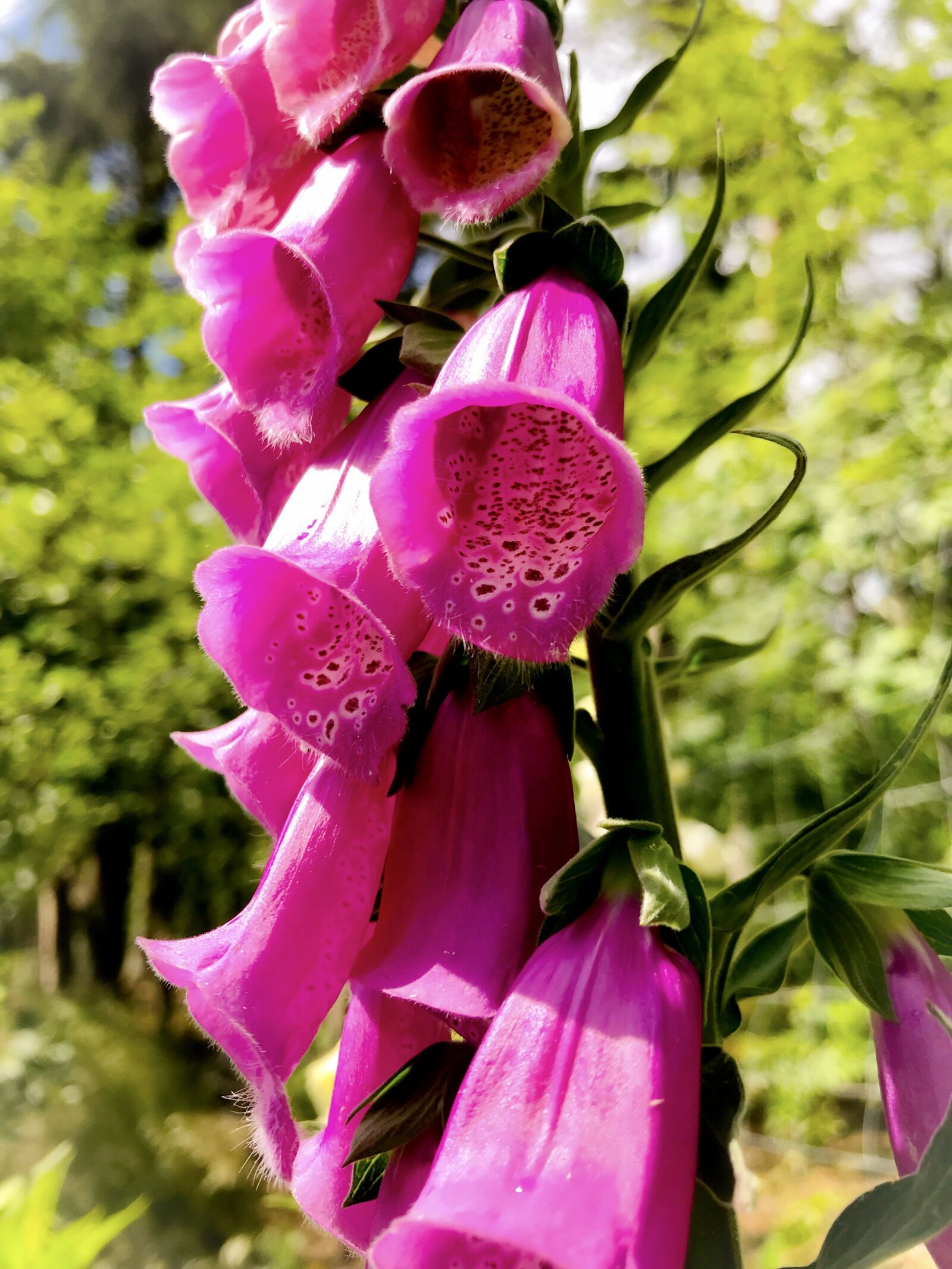 iPhone 7 back camera 3.99mm f/1.8 sample photo. Thimble, digitalis purpurea, giftplanze photography