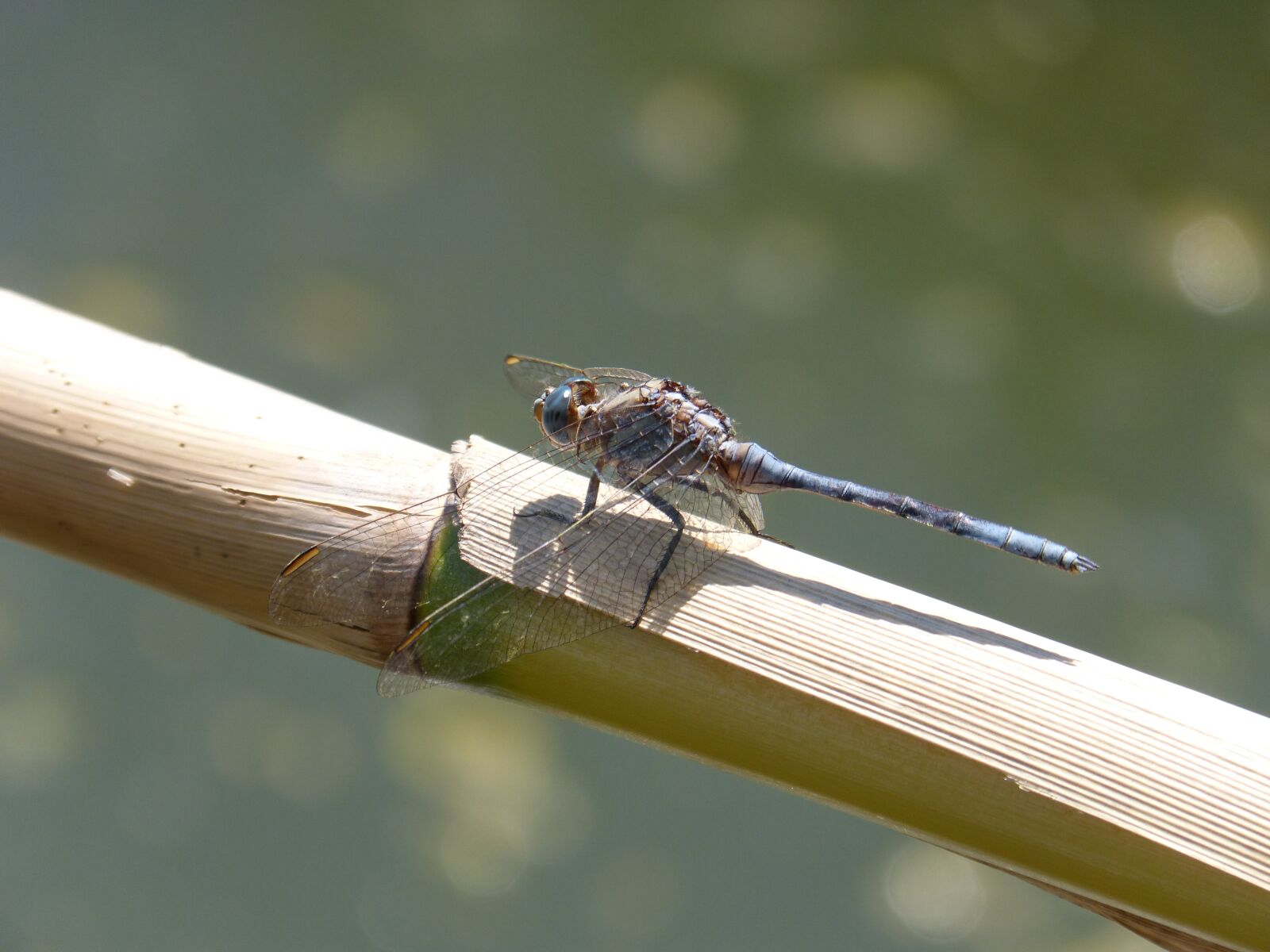 Panasonic DMC-FZ62 sample photo. Dragonfly, blue dragonfly, flying photography
