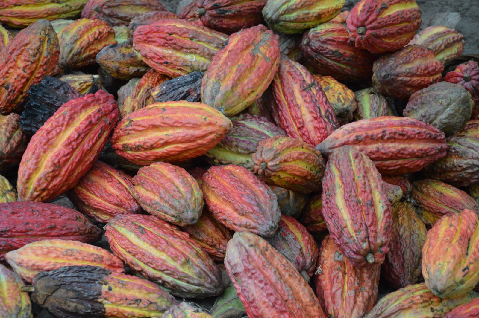 Nikon D3200 sample photo. Cocoa, cocoa beans, cacao photography