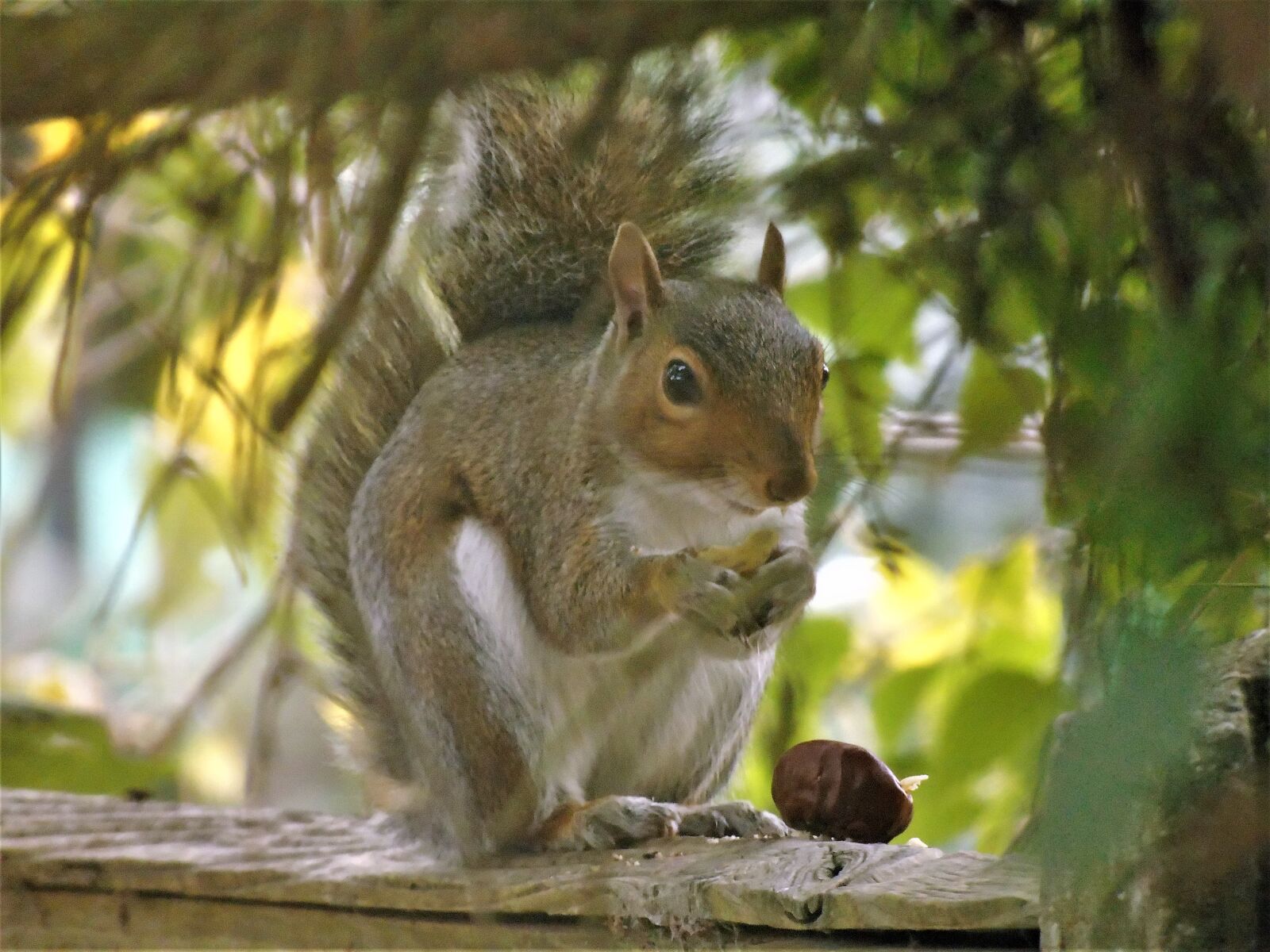 Sony Cyber-shot DSC-H400 sample photo. Squirrel, nature, animal photography