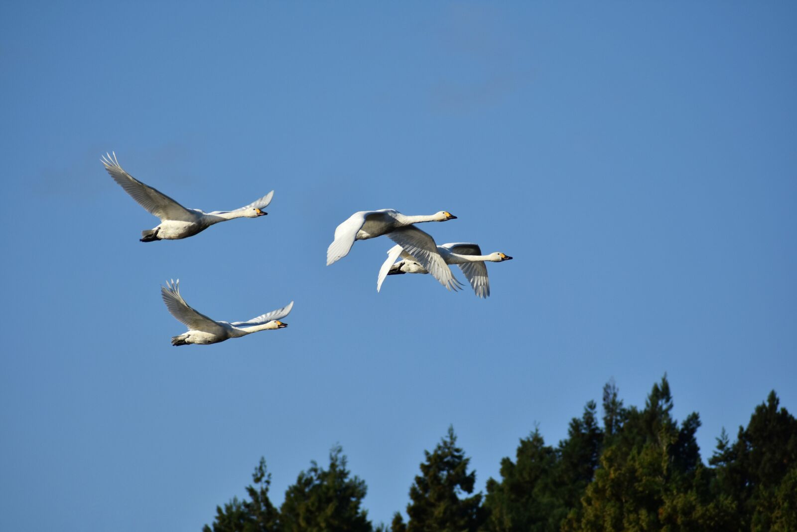 Nikon D7200 sample photo. Animal, sky, bird photography