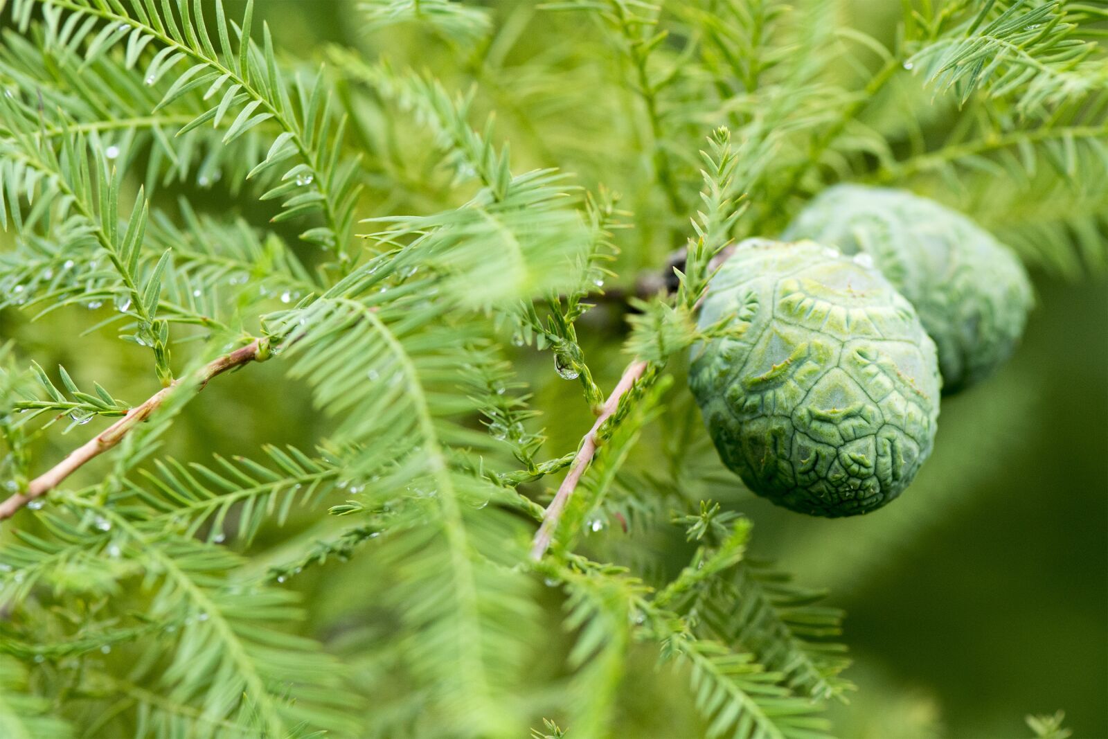 Nikon D7100 sample photo. Tree, green, pine cone photography