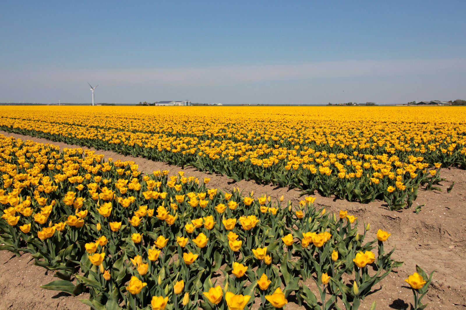 Canon EOS 600D (Rebel EOS T3i / EOS Kiss X5) sample photo. Tulip bulbs, bulb fields photography