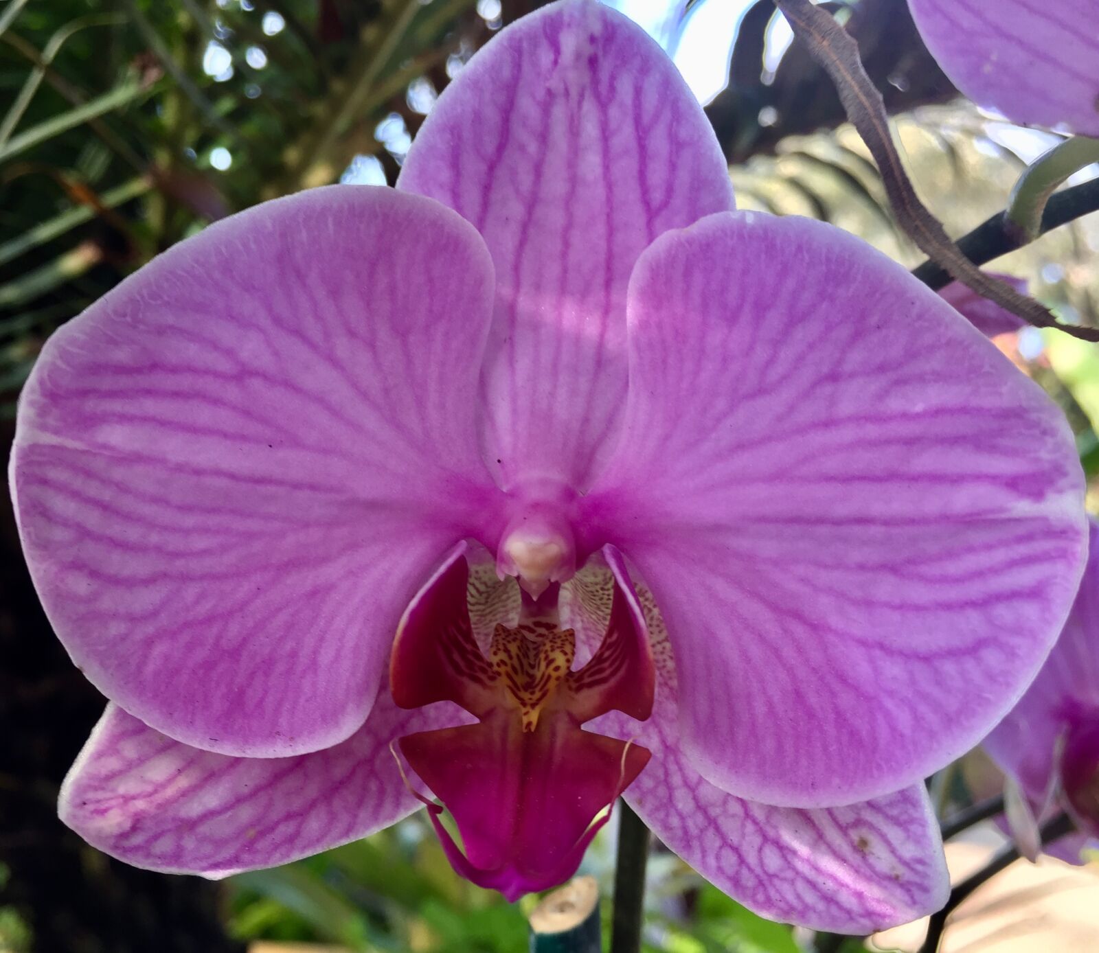 iPhone 6 Plus back camera 4.15mm f/2.2 sample photo. Magenta orchid, orchid, botany photography