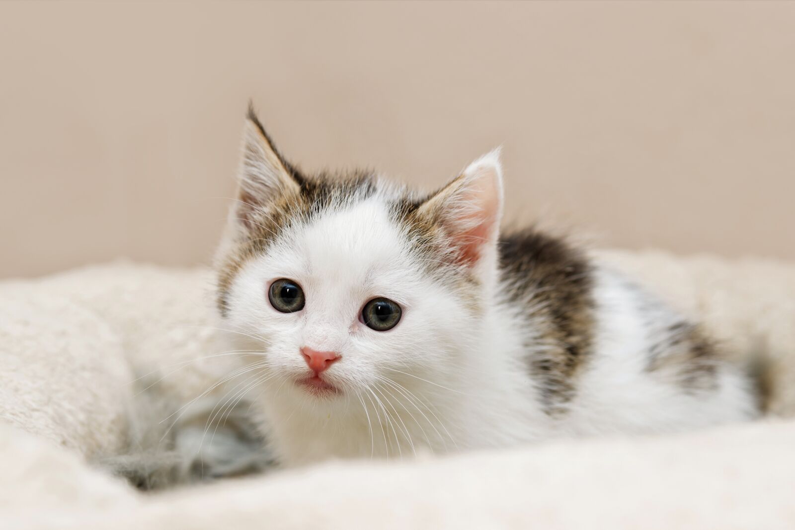 30mm F1.4 DC DN | Contemporary 016 sample photo. Kitten, cat baby, small photography