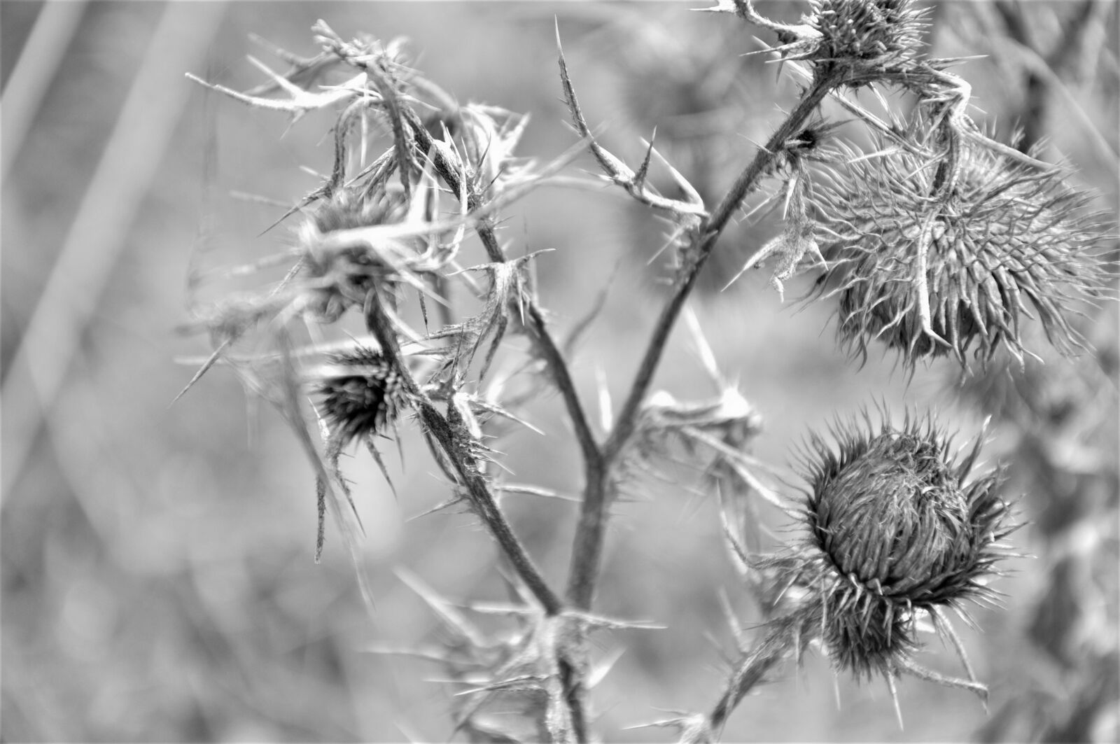 Nikon D90 sample photo. Scotch, thistle, black photography