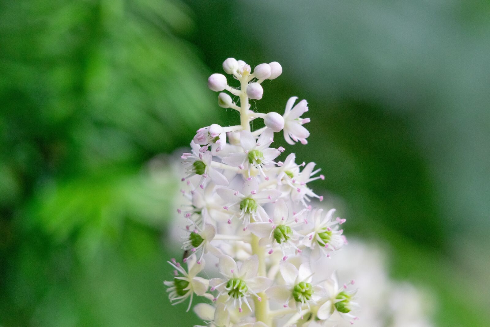 Nikon D3300 sample photo. Flower, garden, nature photography